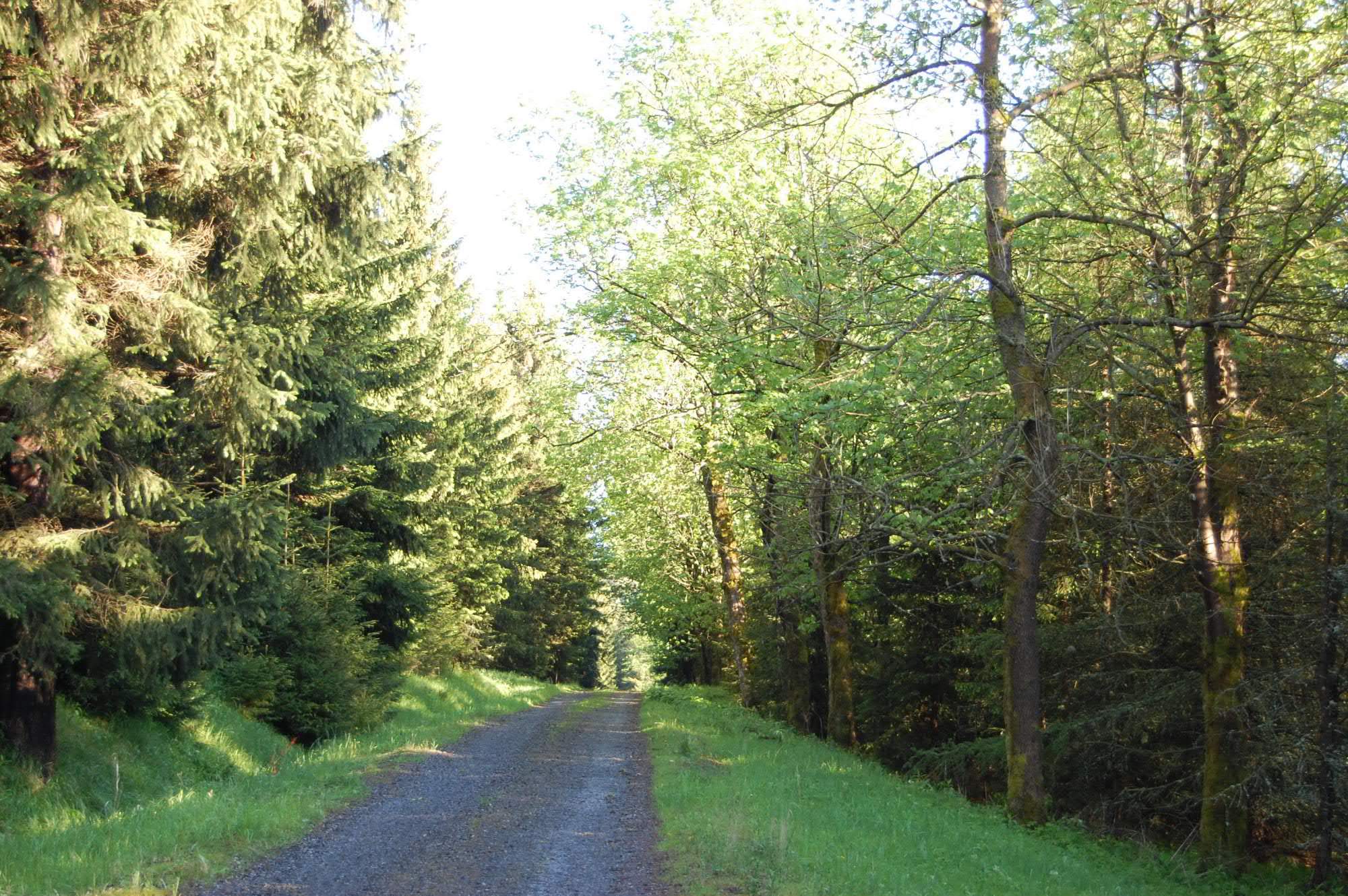 DSC 0485