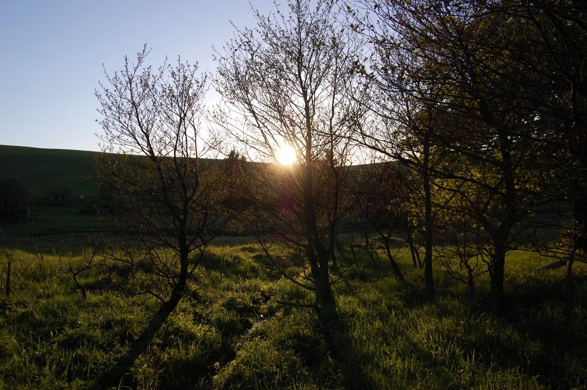 DSC 0499