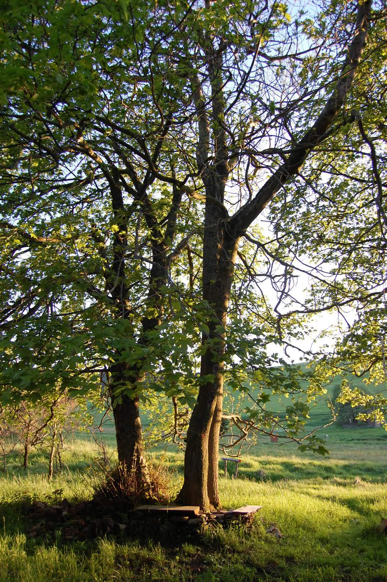 DSC 0501