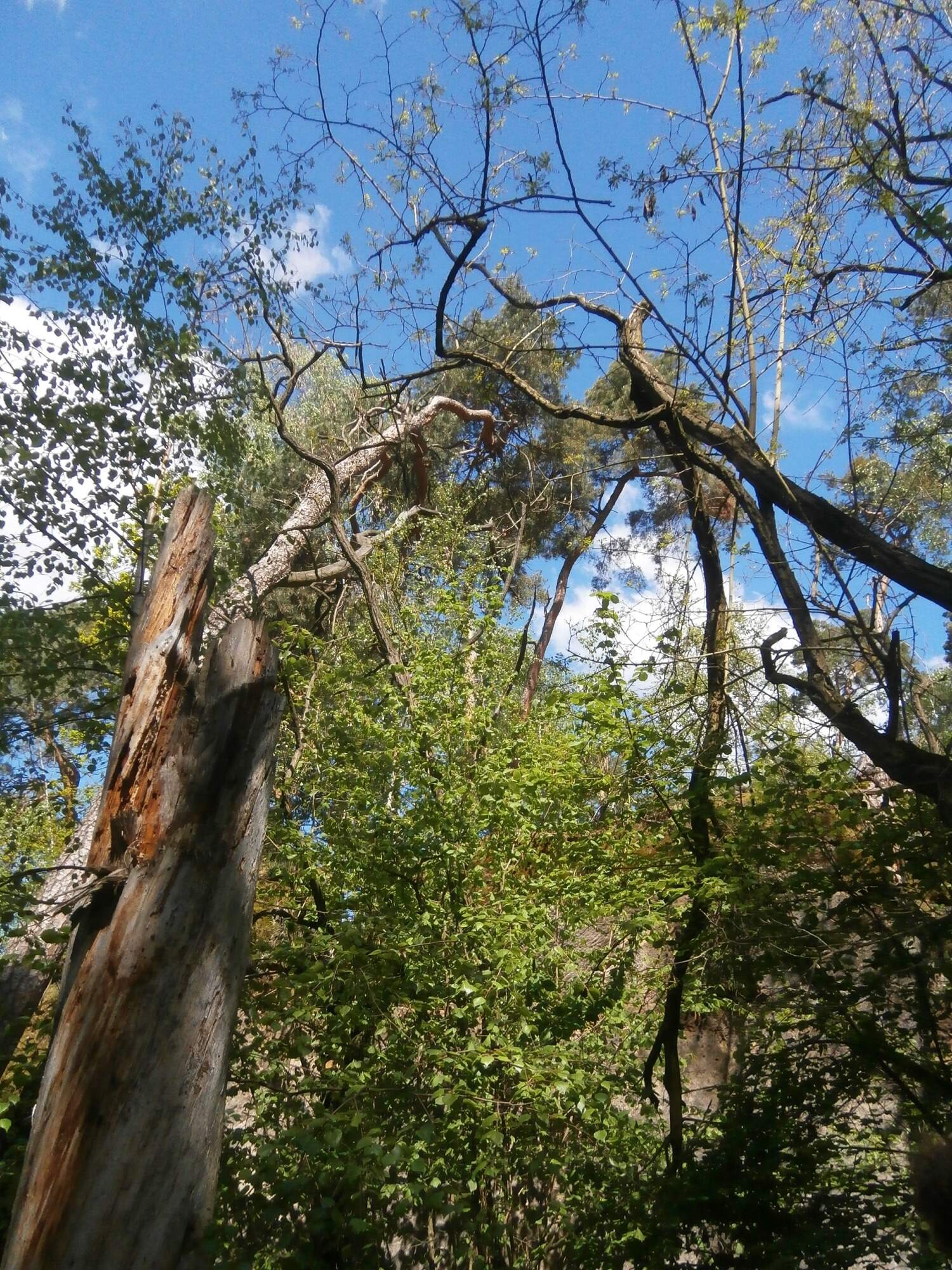 P4260261